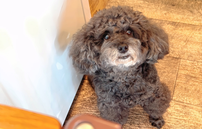 トイプードル、チェリーちゃん
